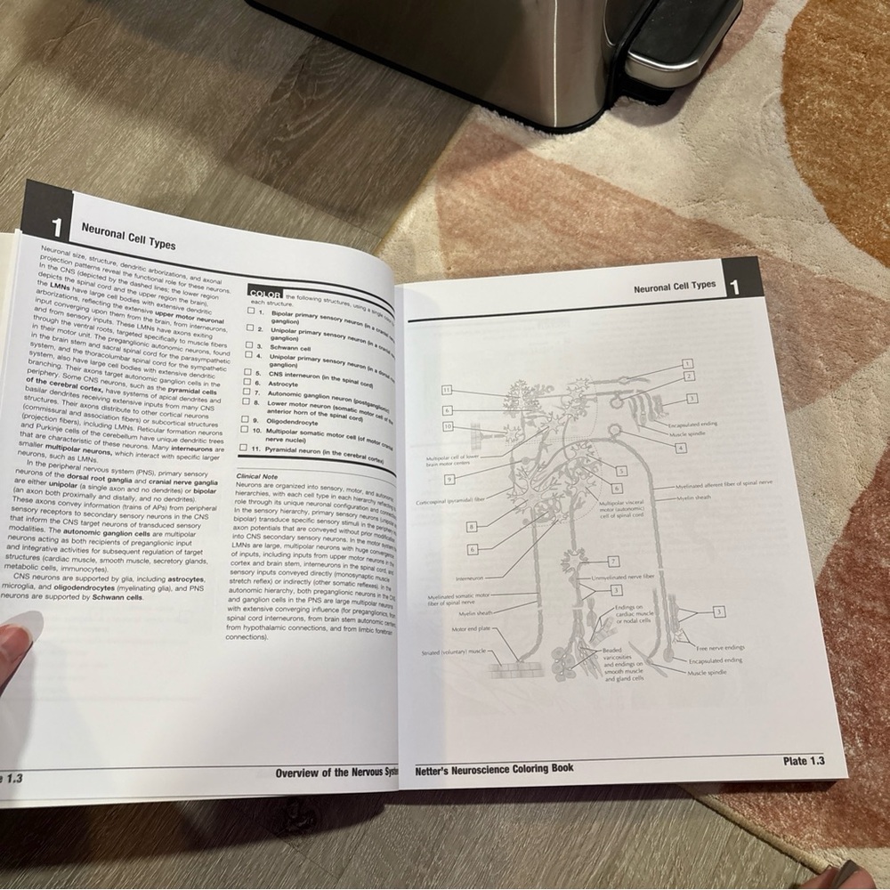 Netter’s Neuroscience Coloring Book - Picture 4 of 11
